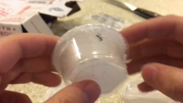 Ghost Mantis (Phyllocrania paradoxa) Unboxing