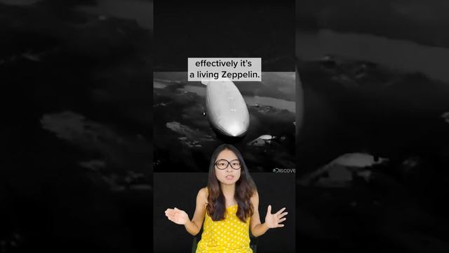 Appa is basically a magic carpet ride. #shorts #avatarthelastairbender #biology