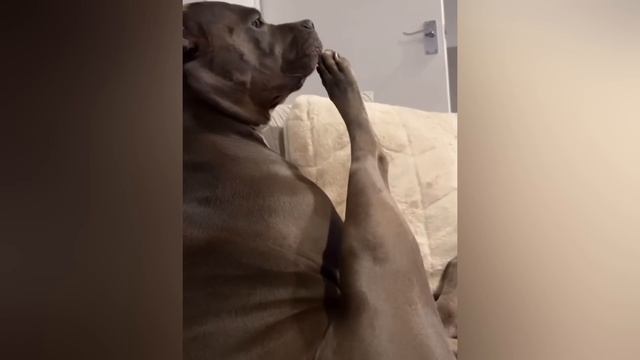 Старайтесь не смеяться над этими новыми забавными видео с кошками и собаками.😺🐶