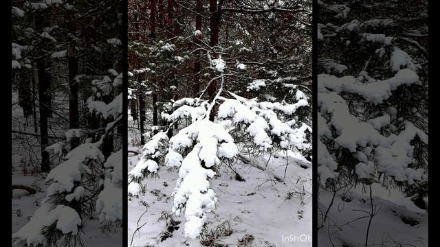 15-01-2025 Прогулка по лесу 15 января...