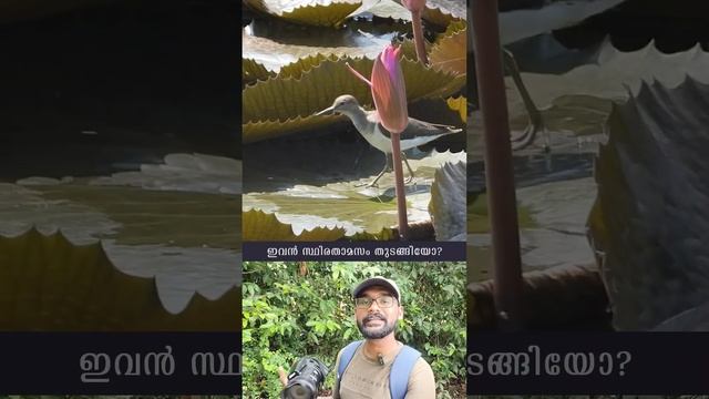 തിരിച്ചു പോവാൻ ഉദ്ദേശം ഇല്ലേ? | Common Sandpiper | Kerala | #shorts