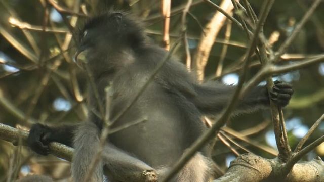 DUSKY LEAF MONKEY,Trachypithecus obscurus,Silmälasilanguri,Thailand