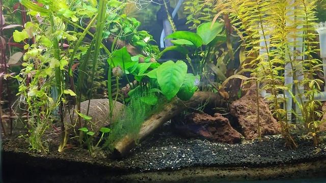 Apistogramma Borelli Opal Çifti.