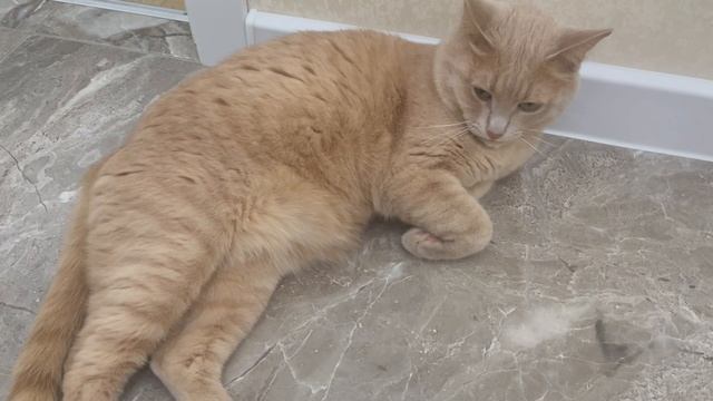 Мой любимый котик 🐈 💞