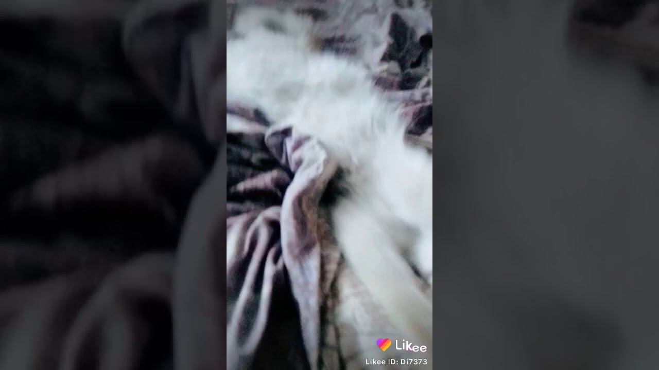 11 августа 2019 г.