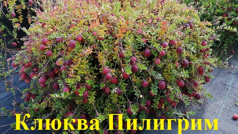 Клюква в 20л контейнере,"СУМАСШЕДШИЙ "урожай!!!