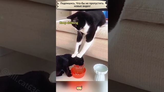 Приклы с котами
