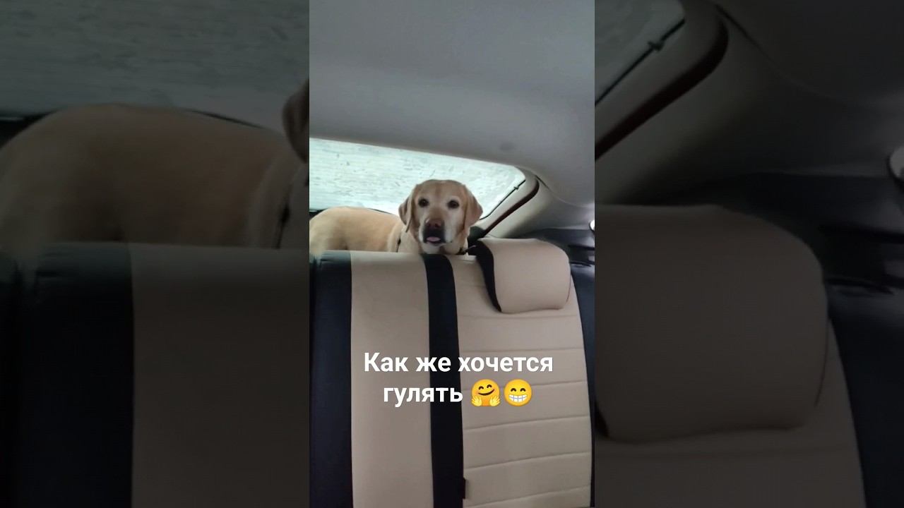 Лабрадор Гретта хочет гулять и возмущается, что долго едемLabrador wants to go for a walk