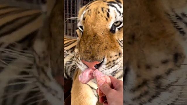 Bengal Tiger Likes Chicken | Nouman Hassan | #tiger #lion