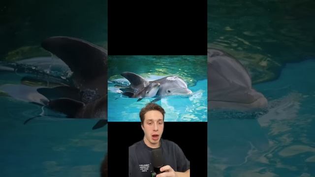 The UNTOLD TRUTH about DOLPHINS...SHOCKING #shorts