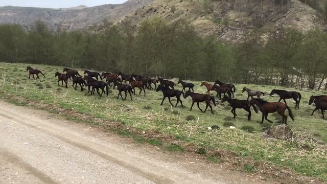 Молодняк кабардинской породы