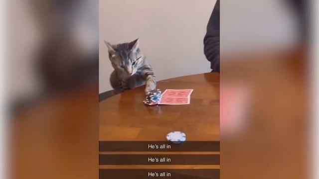 Шалости братьев наших меньших 9