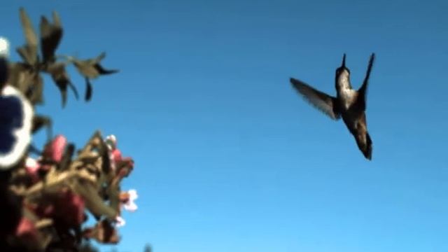 colibri aleteando