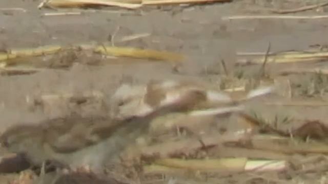 Piebald House Sparrow (Passer domesticus) Feeding on Seeds