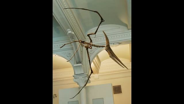 Pteranodon-Fly Reptile