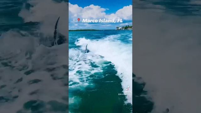 🐬🌊☀️ Song: “Blue Water” by @chrisapp #bluewater #nature #naturelovers #ocean #dolphin #water #jump