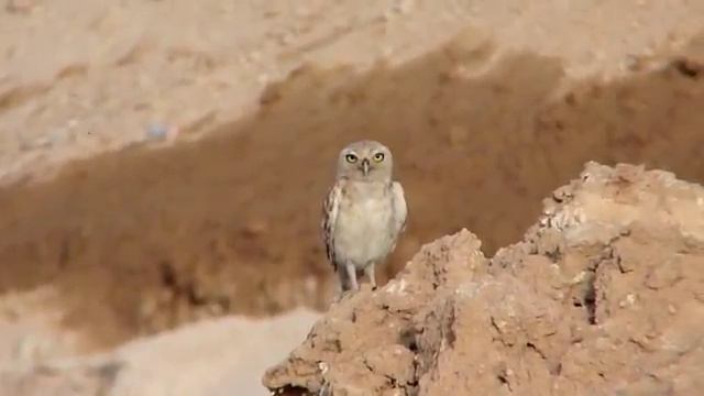 Little Owl (Athene noctua lilith)