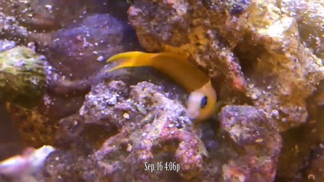 Clownfish Bullying Midas Blenny in our Red Sea Reefer 650 Aquarium