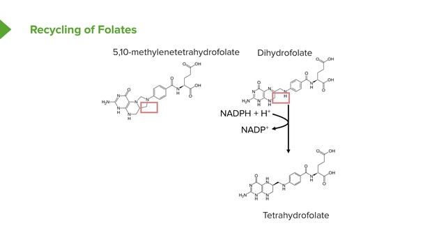 11. Thymidylate Synthase and Recycling of Folates