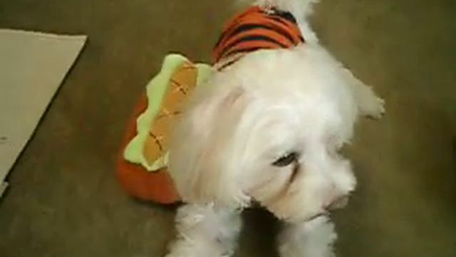 Lazy Maltese