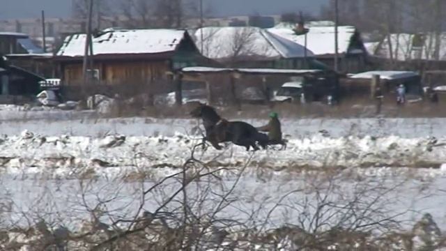 Салда 2009. Лошади орл.рыс.пор.ст.возр.