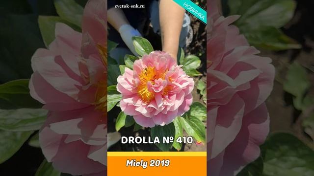 Пион Drolla. Цветение 2024 года / Сад Ворошиловой