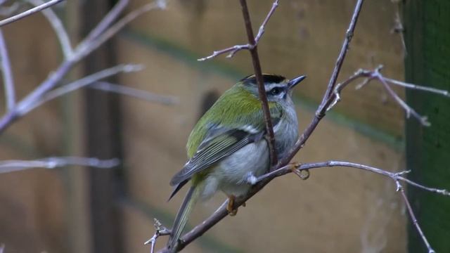 Male Firecrest