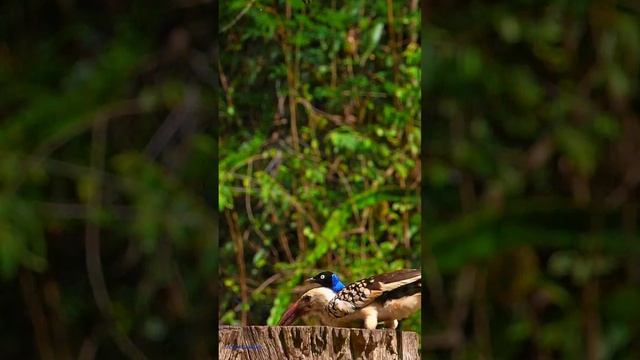 Superb Starling Birds #shorts #nature #birds #birdslover #relaxation #stressrelief #birdsounds