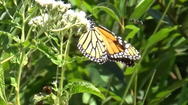 Monarch butterfly