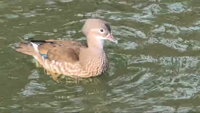 Самочка мандаринки. Видео Л.П. Юрчишко