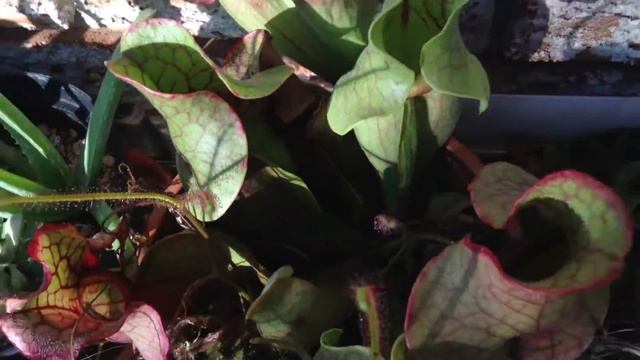 Carnivorous plant balcony again