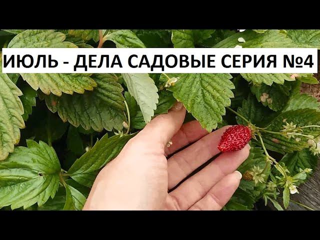 Июль - дела садовые серия №4