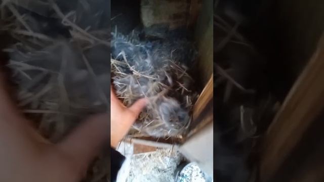 внеплановый окрол зимой