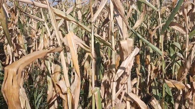 Cum se prezintă parcela cu porumbul  cel mai  slab pe  care îl avem anul acesta 🌽🌽🌽