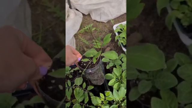 Мои сроки посева рассады 🌿