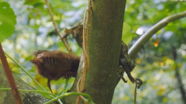 Singing Nightingale 🎧🎼 Пение Соловья(Relaxing - Meditation)