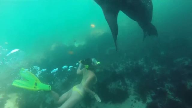 Snorkel La Jolla Cove