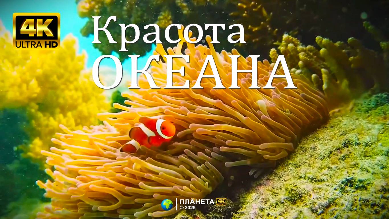 Красота океана - Релаксирующее видео ПЛАНЕТА 4К. Часть 1