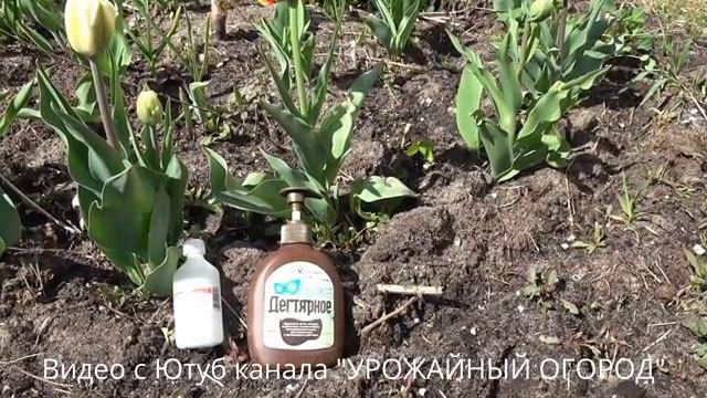Защита от тли. Нашатырный спирт и дегтярное мыло.