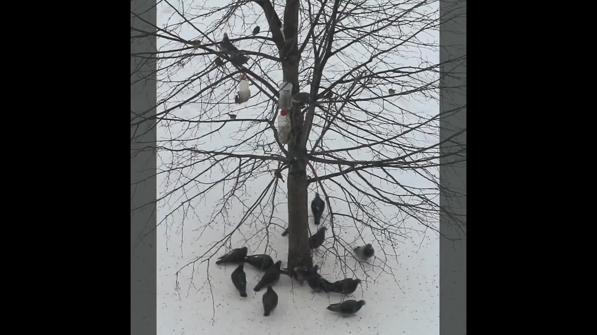 Кормушка для птиц 16.01.2025