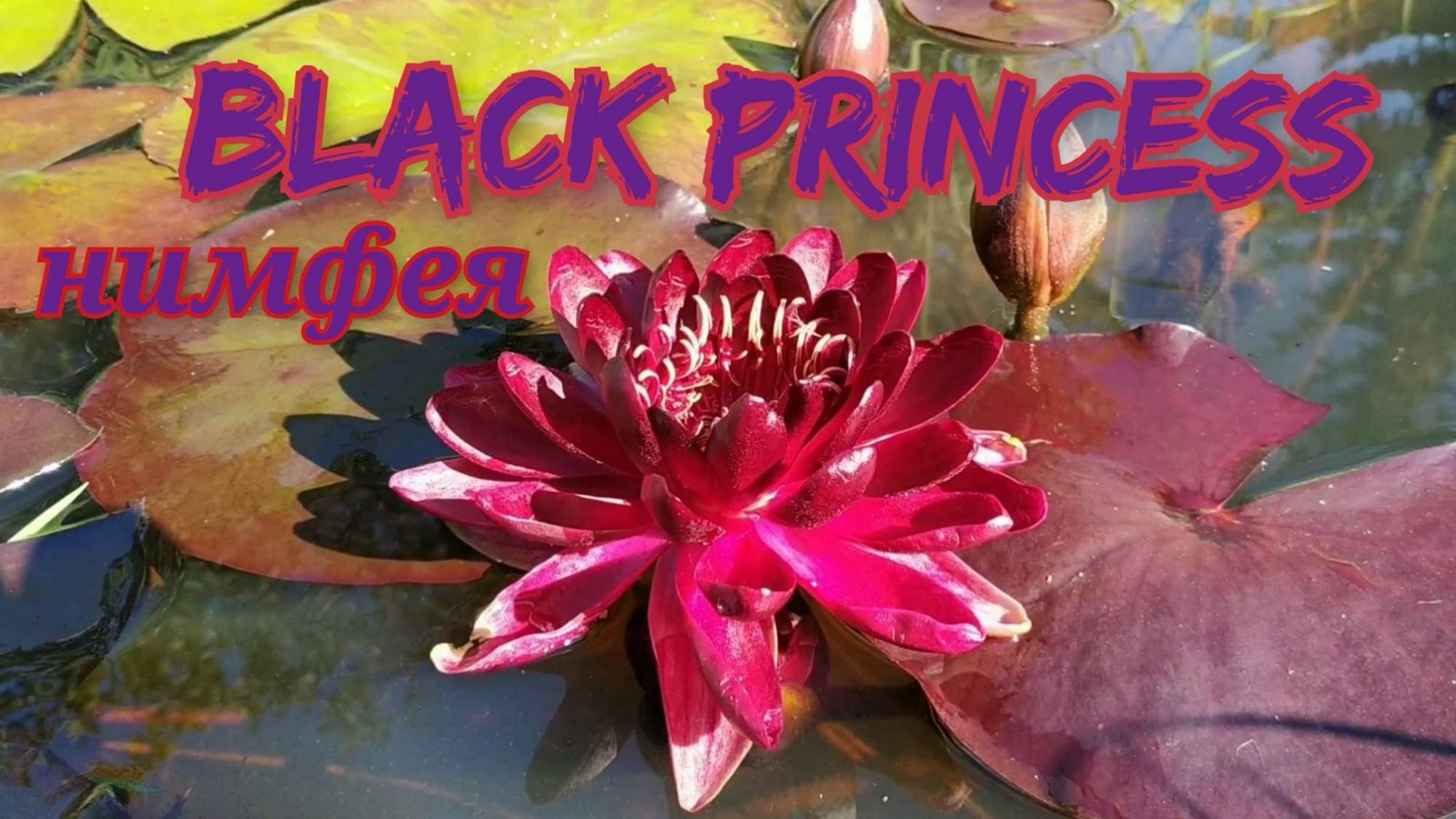 Кувшинка (нимфея) Блэк Принцес . Water lily (nymphaea) Black Princess