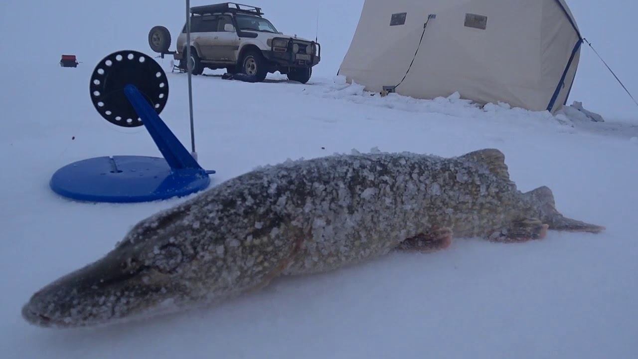 Щука на жерлицы оз.Большое Неклюдово 01.03.2020. 2 часть