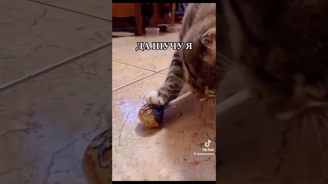 У меня есть конфетка