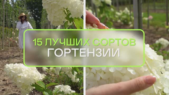 ГОРТЕНЗИИ — бомба! 15 лучших сортов для ЛЮБОГО участка