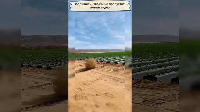 Перекати поле