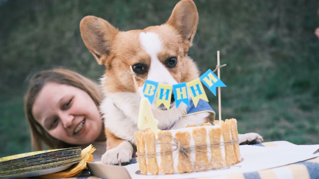 День Рождения Корги Винни/ Corgy Dog Birthday Party