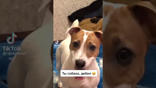 Собака дебил
