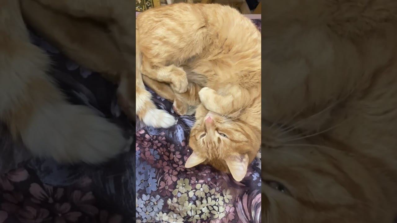 У Игоря депрессия #cat #кот #игорь #надогладить