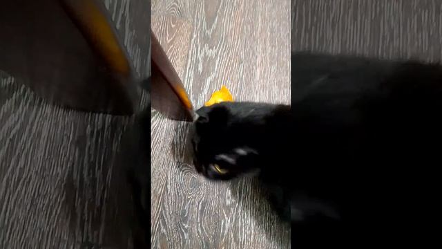 🐾😺 **Шок-контент!** Сегодня мы сняли, как наша пушистая звезда впервые пробует хурму! 🎉