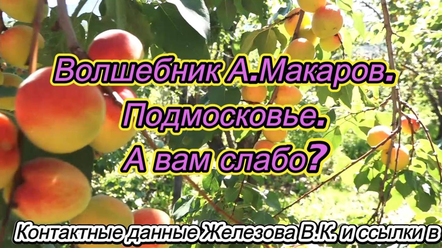 Волшебник А.Макаров. Подмосковье. А вам слабо.